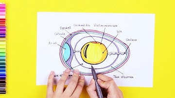 How to draw Structure of an Egg
