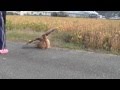 ワシミミズクのハンティングの練習）（Practice of hunting Eagle Owl）