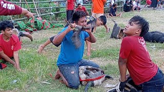 Bantengan PEMUDA LIAR