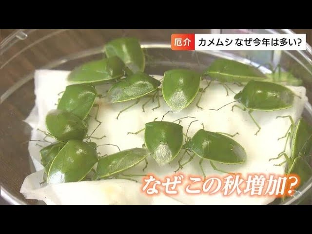 ティッシュで掴むべからず】この秋大量発生の“カメムシ”は「臭いも一級 ティッシュで掴むべからず】この秋大量発生の“カメムシ”は「臭いも一級