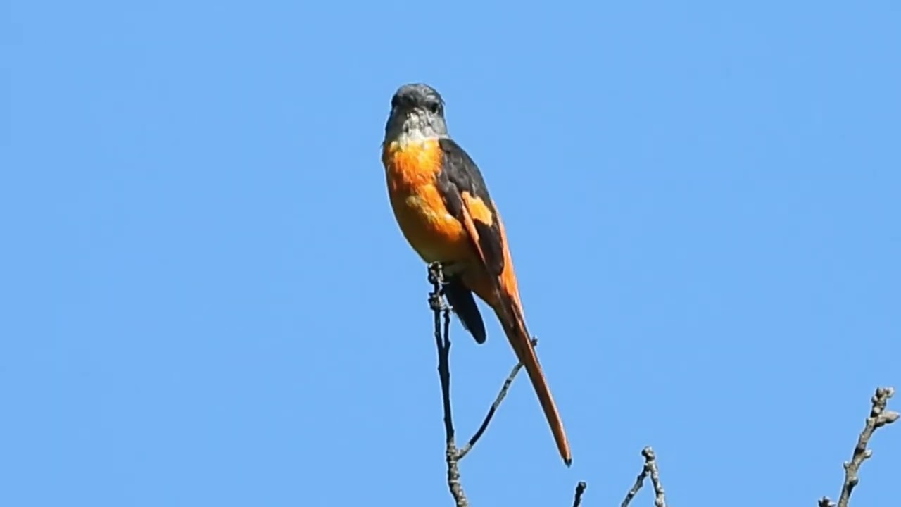 Unraveling nature's chorus: AI detects bird sounds in Taiwan's montane forests