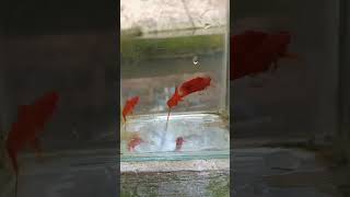 spil plty firecrecker 3 jantan 8 betina