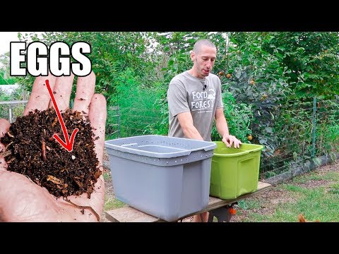 How To Build Your Own Worm Compost Bin