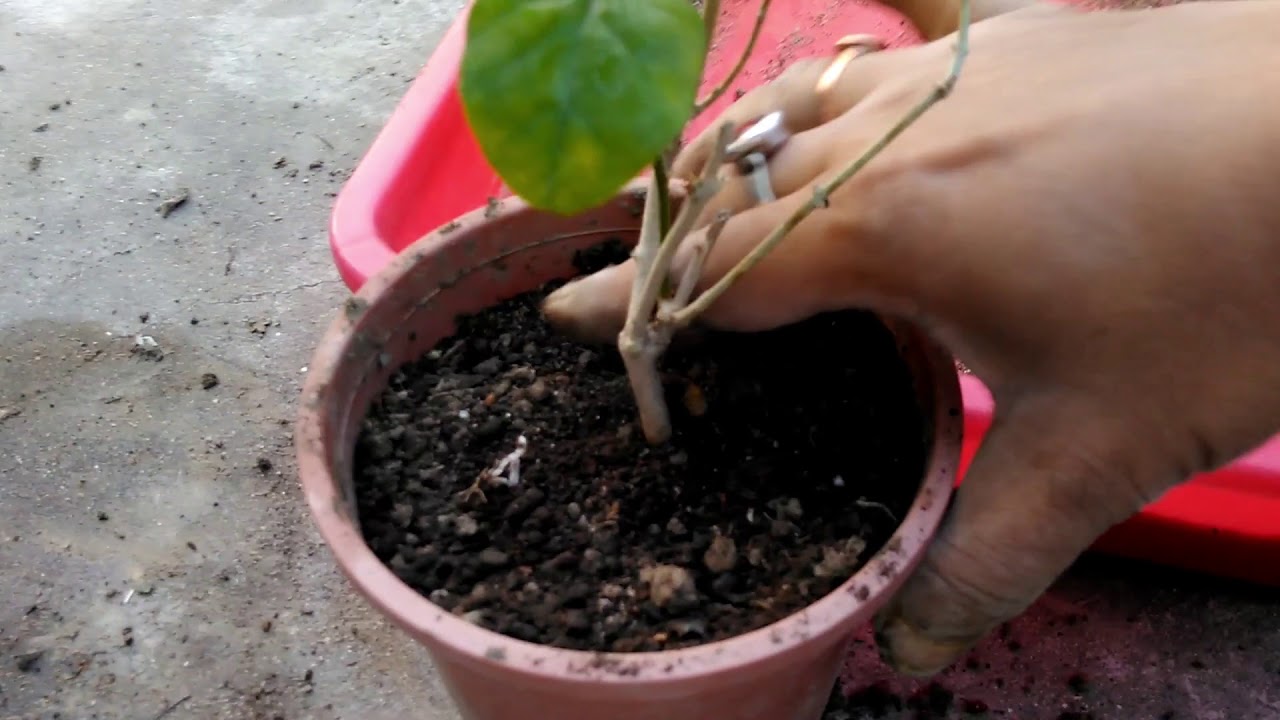 grow plants How to Grow Mogra Plant At Home In Winter | Arabian Jasmine Plant Care