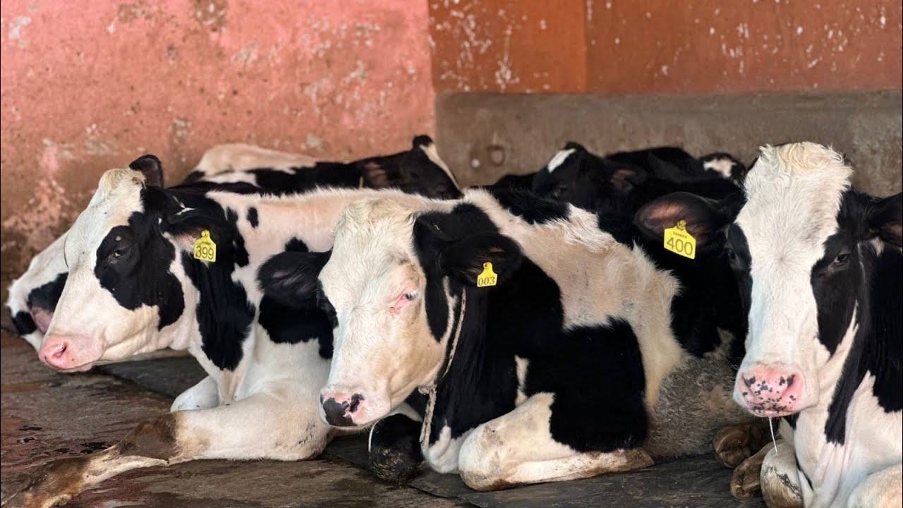 Heifers WWS 8th Generation 🧬 Milk capacity 40 liter | Chopra Dairy Farm | 