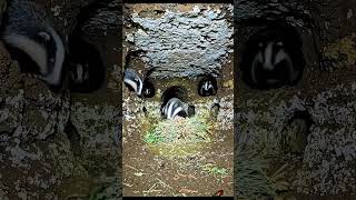 Badger POV: Camera Inside Century-Old Underground Tunnel Network Nobody Has Ever Seen