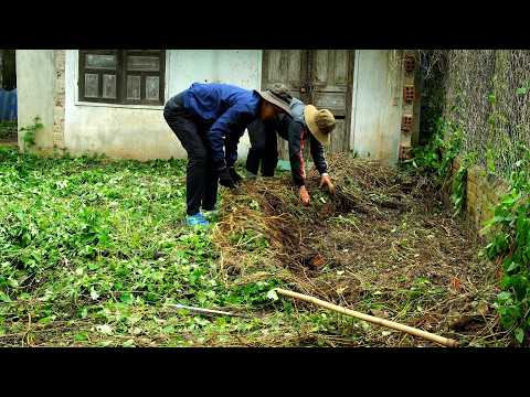 Help Mr Ly clean up the abandoned house and turn it into a house with a lush vegetable garden