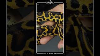 Burmball PythonPower meets calm. #ecorium