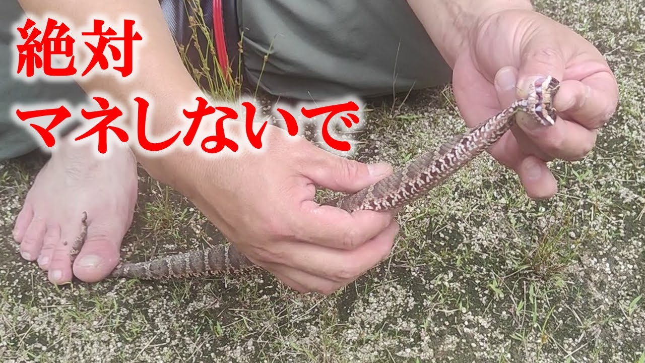【マムシ】噛まれない捕まえ方扱い方を徹底解説します - YouTube