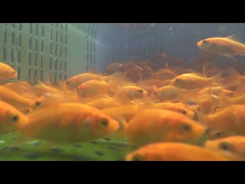 金魚出荷、夏祭り中止で「注文ほぼない」　選手権も中止