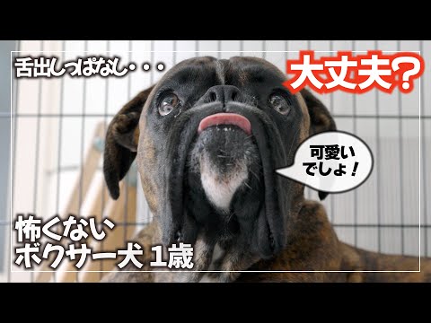舌出しっぱなしのボクサー犬くろさんの舌を触ってみた