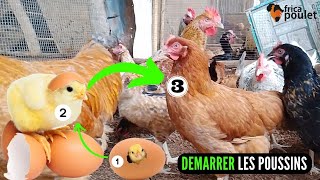 Maîtriser LE DEMARRAGE des POUSSINS en 6 minutes (élevage de poulet goliath et local en Afrique)
