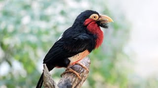 Bearded Barbet Is An African Barbet. Barbets Are Birds With A Worldwide Tropical Distribution,