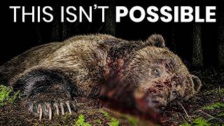 Biologists Finally Know What's Hunting the Grizzlies in Yellowstone — And No One Can Explain Why