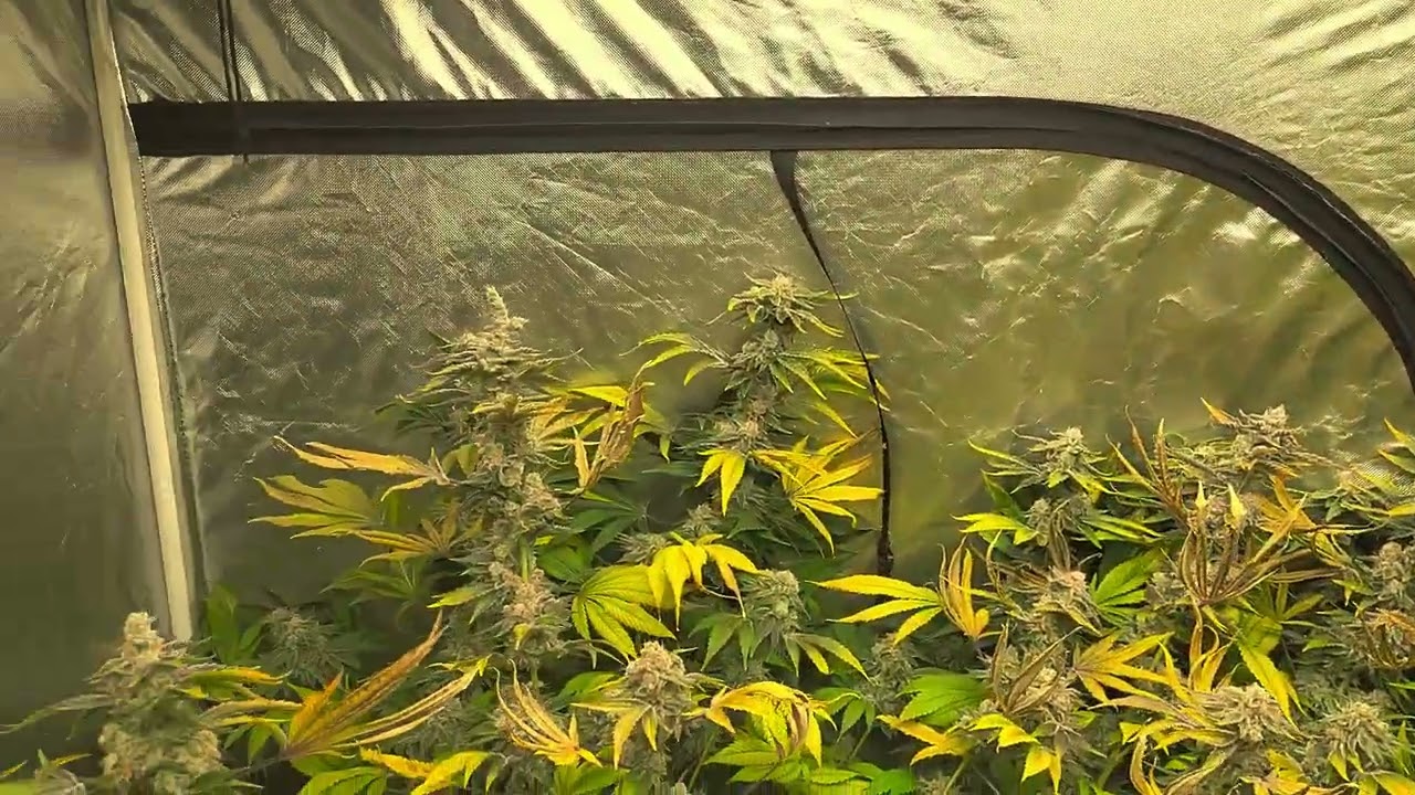 Last Day of Flower 🌼 Cannabis Week 10