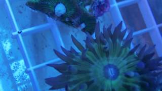 Coral Preview 2