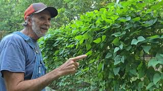 Harvesting Butter Beans Limas Raised Beds and High Tunnel