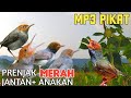 Suara Pikat Prenjak Kepala Merah   Suara Anakan Prenjak Atas Ampuh 2024 Anti Gagal