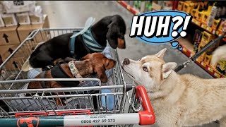 Two cute mini dachshunds versus a beautiful husky!  #funny #cute #bacon_newzealand #sausagedog