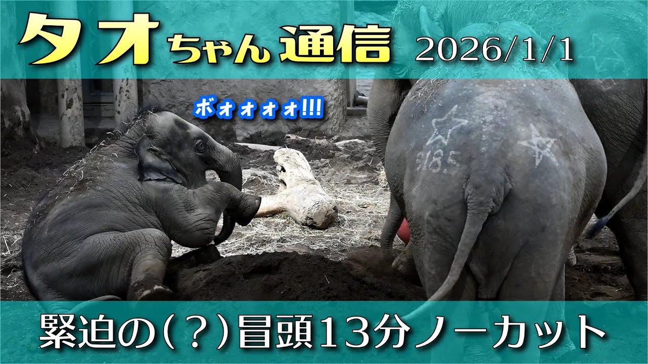 タオちゃん通信 2026/1/1 新年早々大騒ぎ！まったくめげないタオ