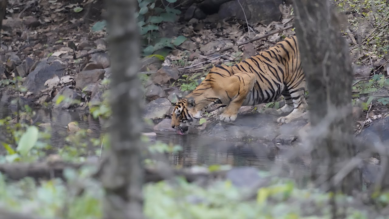 Zone 6 safari Where we saw one of the most  famous tigress of rantambhore 
