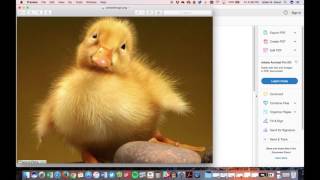 Photo placement in iAnnotate 4