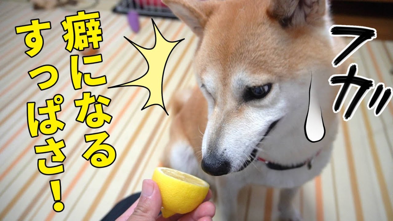 しば犬です。私の汗と涙が染み付いています。 しば犬です。私の汗と涙