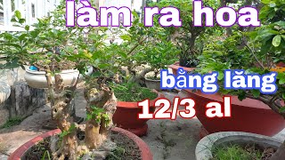 Tưới dịch chuối ,làm h bằng lăng ra hoa,hoa hồng, Bonsai tây ninh,#31