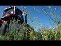 Regenerative Farming a Farming Revolution in Australia - Multi Species Roller Crimper.