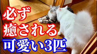 3匹目もかわいい〜とにかく可愛い猫たちに癒されてください