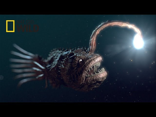 Deep Sea Creatures [National Geographic Documentary 2017 HD] class=