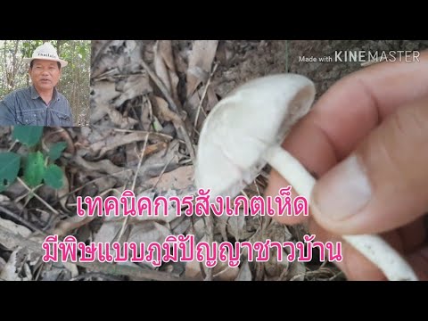 วีดีโอ: วิธีปลูกด้วงมูลสัตว์ - เห็ดกินได้ที่ไม่ค่อยมีใครรู้จัก