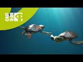 A Sea Turtle Story