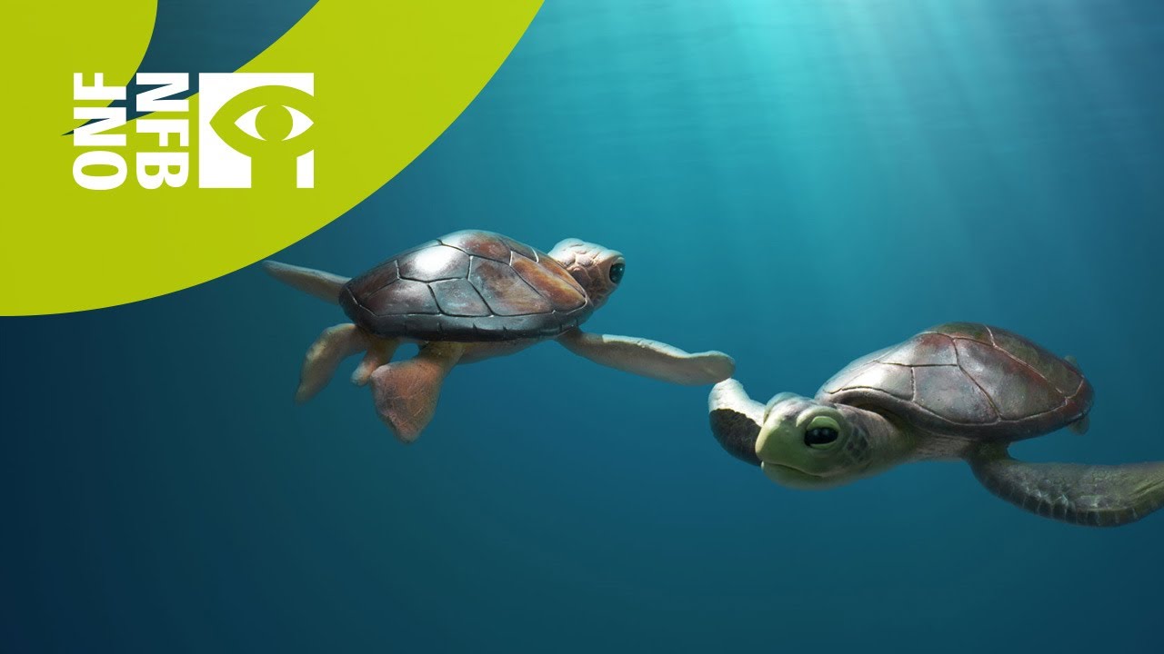 A Sea Turtle Story - YouTube