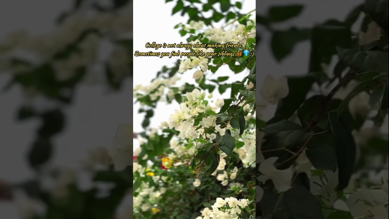 Senior-junior bond... 