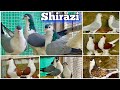 Creekwood pigeon loft pune part 2  documentary on lahore shirazi pigeons