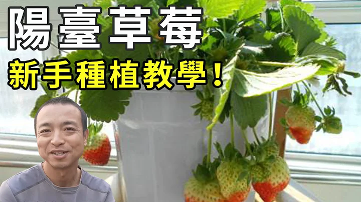 Novice planting strawberries like this is not easy to die!  |Strawberry in pots|イチゴの钵植え|草莓种植【手艺人飞羽】 - 天天要闻