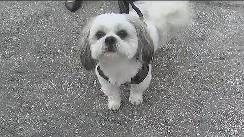 How to properly greet a new dog