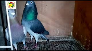 My Pigeons Marathon 100%