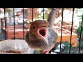 Suara Prenjak Abang Klawu Gacor Pikat Burung Pernjak Paling Ampuh Langsung Emosi Nyaut Bunyi Lot Mp3 - Mp4 Download