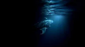 Whale shark 03.10.24