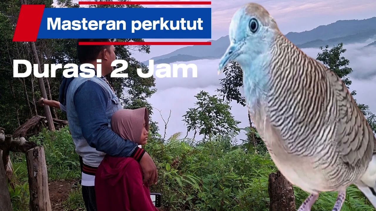Masteran perkutut durasi 2 jam paati nyangkut
