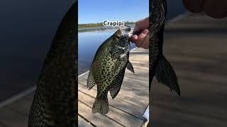 Went fishing!! #fishing #bluegigi #crapipi #bassisi Wealth