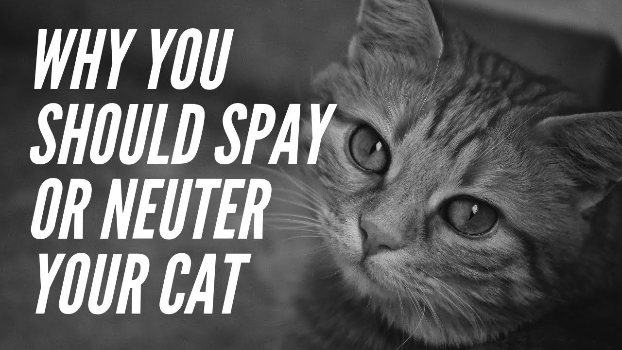 The Importance Of Spaying Or Neutering Your | Cat Cat Problems 101