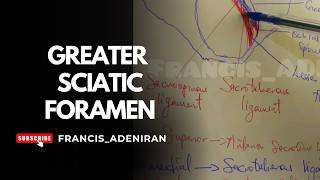 Greater Sciatic Foramen | Anatomy Where Is The Greater Sciatic Notch Located