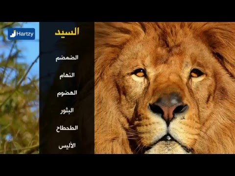 أسماء الأسد عند العرب Youtube