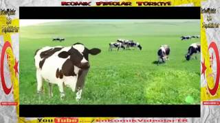 Benekli Sarkı Kız Inek Sütaş Çocukların Sevdiği Reklamlar