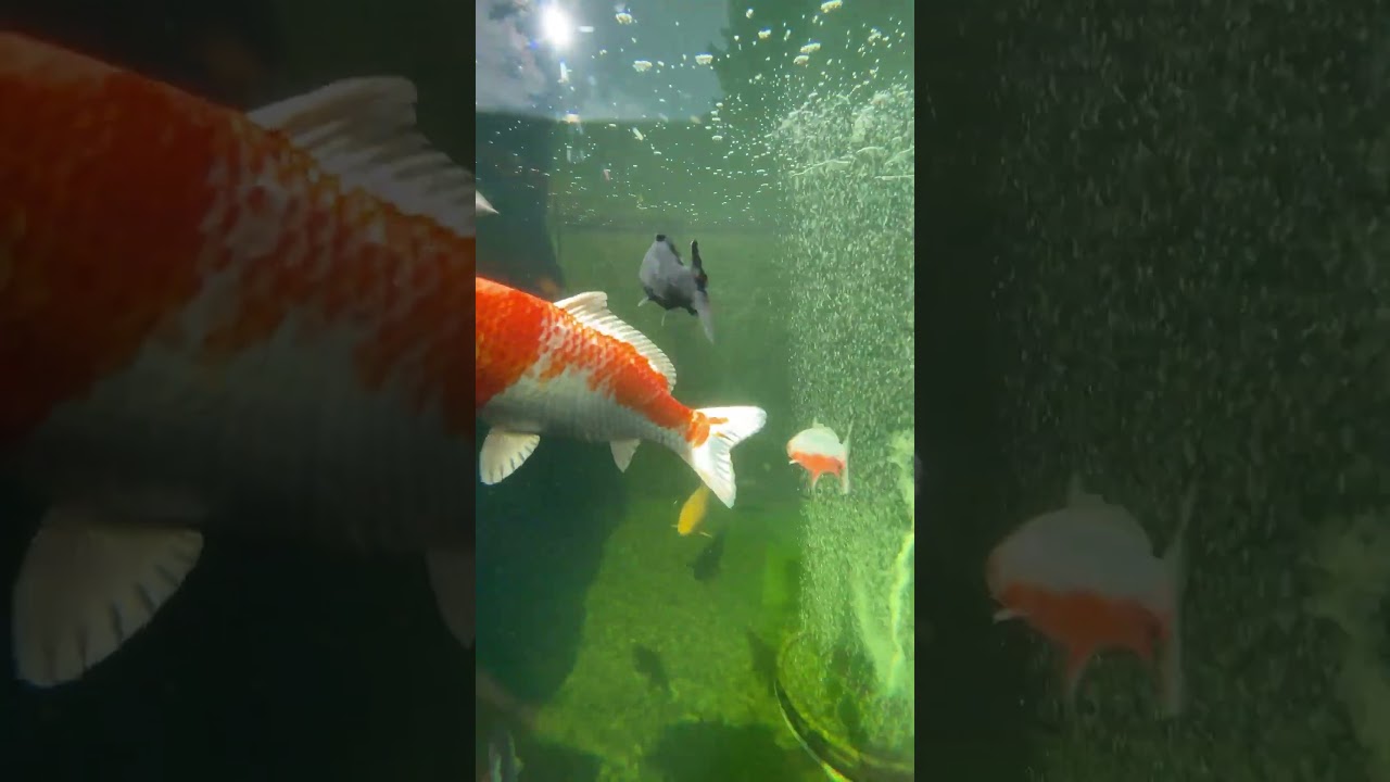 Koi looking epic after a good maintenance session! #koi #ponds #fish