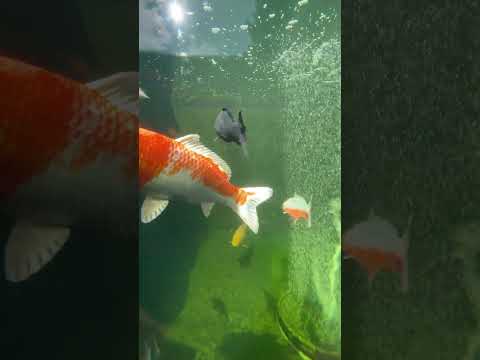 Koi looking epic after a good maintenance session! #koi #ponds #fish