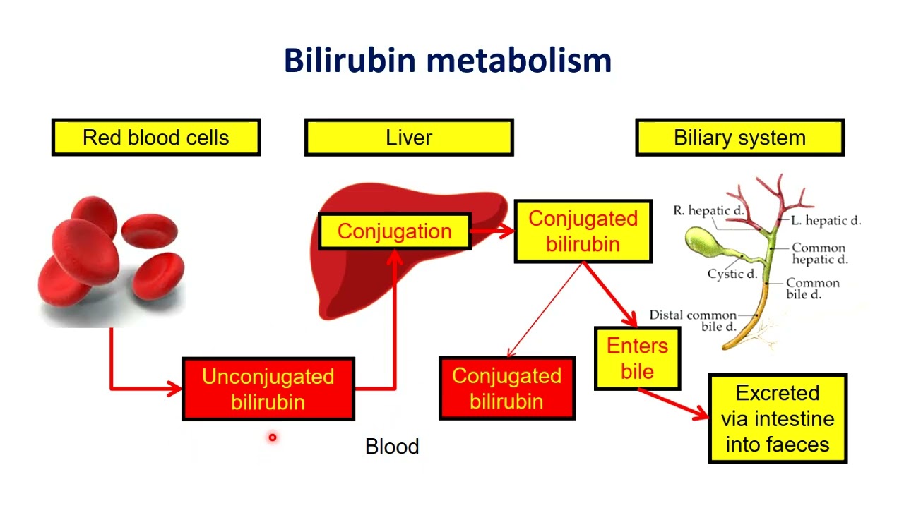 TIẾP CẬN VÀNG DA